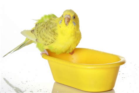 Birds Grooming - MR Pets Mobile Grooming - Expert Bird Groomers