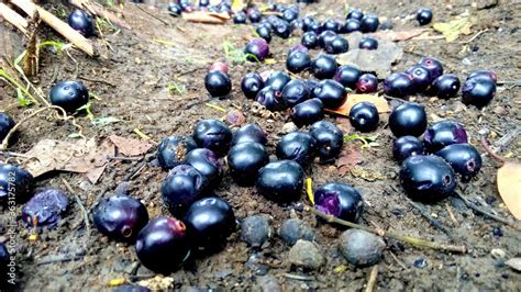 Black Plum Syzygium Cumini Fruit Stock Photo Adobe Stock