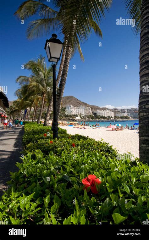 Anfi Beach Luxury Resort And Palm Tree Lined Promenade In Arguineguin