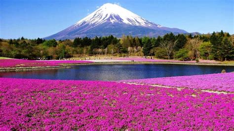 246 Wallpaper Pemandangan Gunung Fuji Pictures - MyWeb