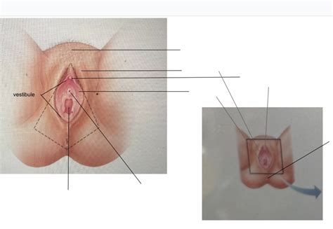 Anatomy Practical 2 Female Diagram Quizlet