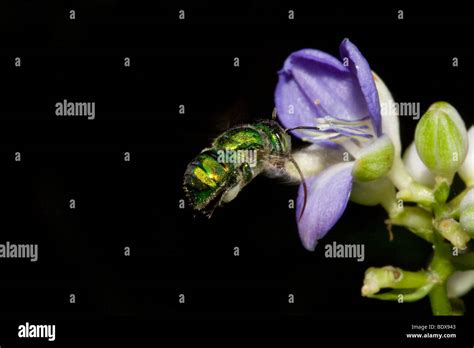 Iridescent Green Bee Order Hymenoptera Approaching Flower With