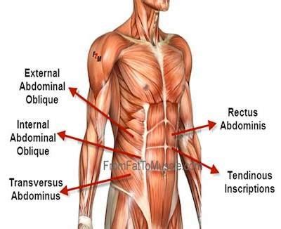 Anatomy Of Core Muscles - Anatomical Charts & Posters