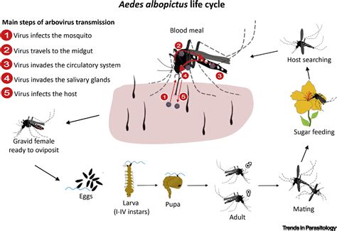 Aedes Mosquito Life Cycle