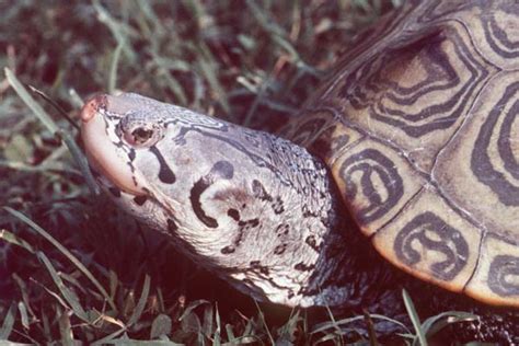 Diamondback Terrapin Maryland State Reptile