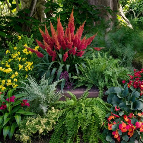 Best Shade-Loving Plants for Your Garden – Eddys Green Corner
