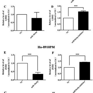 The Effect Of MiR 30a 5p On Proliferation In OC Cells AD Relative