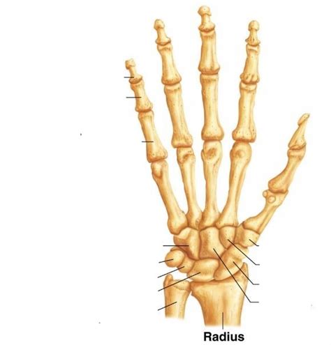 Metacarpals And Phalanges Diagram Quizlet