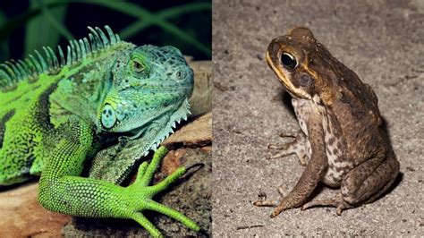 Habitat Conservation for Reptiles and Amphibians - Online Field Guide