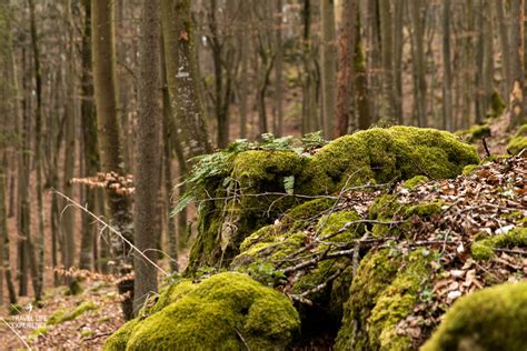 Burgenweg Kinding Wandern im Naturpark Altmühltal