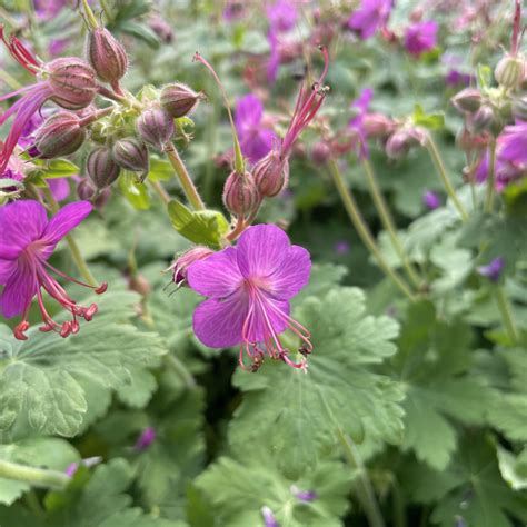 Geranium Macrorrhizum G Ranium Vivaces Le Ch Tel Des Vivaces