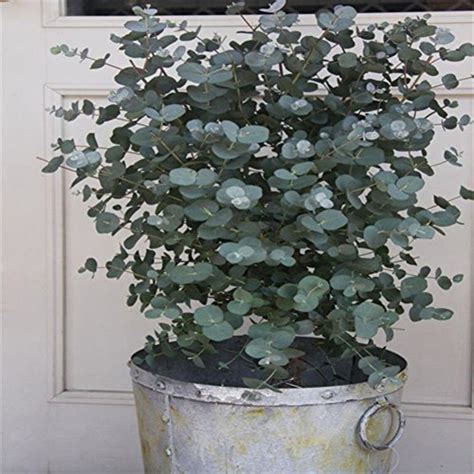 Silver Drop Eucalyptus Bonsai Tree Seeds Made In Usa Etsy