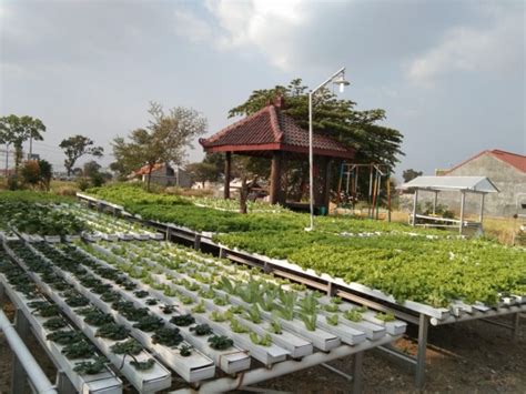 Sistem Hidroponik Cara Berkebun Di Perkotaan Yang Banyak Manfaatnya