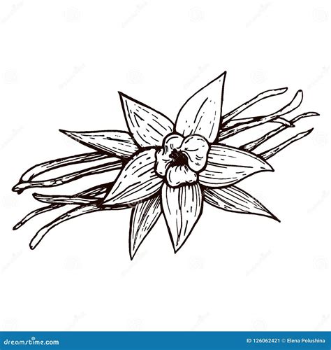 Vanilla Pods And Vanilla Flower Isolated Vector Image Of A Flower And