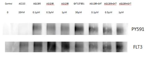 Tyrosine Phosphorylation Of Flt3 Itd In Mv4 11 Cells And Inhibition By