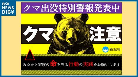 クマの目撃件数「過去最高を上回る勢い」新潟県 Tbs News Dig