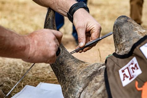 Project Puts Radioactive Pellets Into Rhino Horns To Deter Poaching