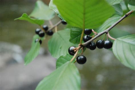 Contrôle des plantes exotiques envahissantes FONDATION SÉTHY