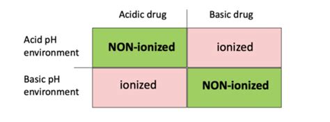 Drug Absorption And Distribution Flashcards Quizlet