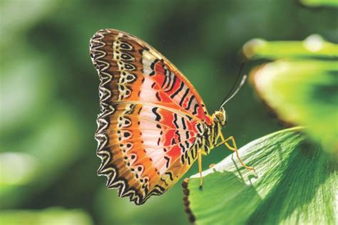 Butterfly Exhibition Set For Frederik Meijer Gardens Group Tour