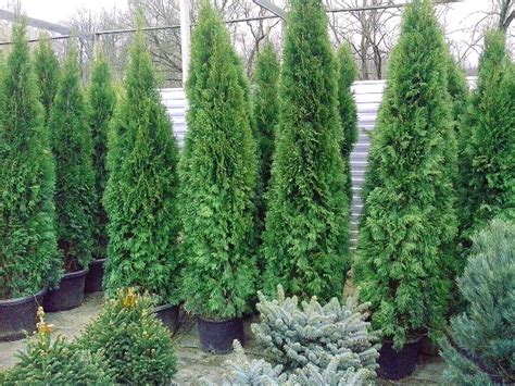 Thuja Occidentalis Smaragd