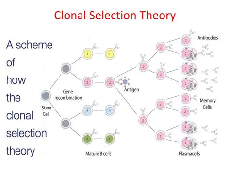 Ppt Topic 6 6 3 Defence Against Infectious Disease Powerpoint Presentation Id 2153575