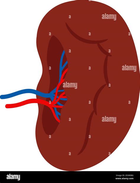 Human Spleen Isolated On White Background Vector Spleen Internal