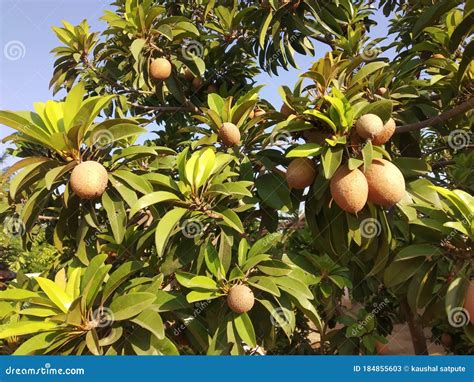 Chiku Tree with Many Chiku Fruits Stock Image - Image of trail, bridge ...