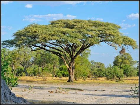 Acacia Tortilis Umbrella Thorn Haak En Steek Doringboom 5 20 M S A N