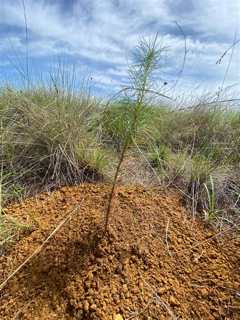 Jornada de reforestación en la Finca El Lago en Veraguas Un Éxito en