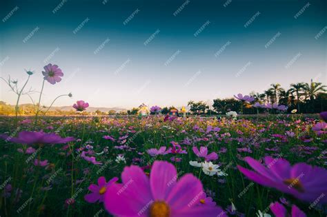 Premium Photo | Pink Cosmos Flower