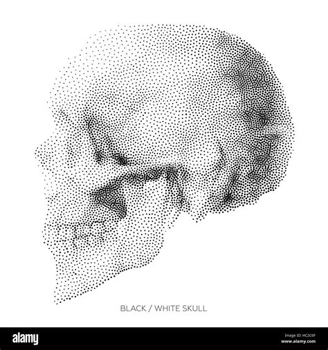 Teschio Umano Profilo Immagini Vettoriali Stock Alamy