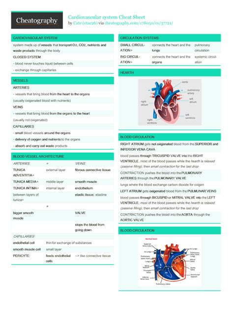 Cardiovascular System Cheat Sheet By Etac26 Download Free From