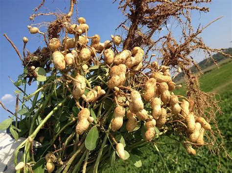 História do Amendoim Origem da Planta no Brasil e Europa Mundo Ecologia