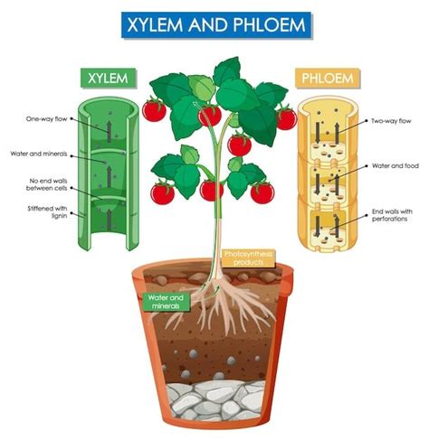 Diagrama Que Muestra La Planta De Xilema Free Vector Freepik