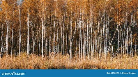 Panorama Of Beautiful Birch Forest In Autumn Season Stock Image