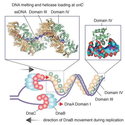 Chapter Dna Replication Chemistry