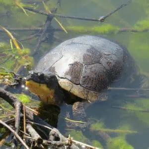 Turtle Species In Pennsylvania Id Pictures Pond Informer