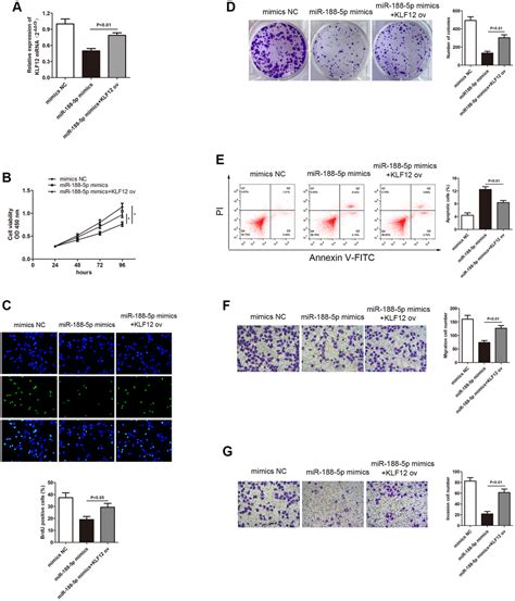 Potentiated Lung Adenocarcinoma Luad Cell Growth Migration And