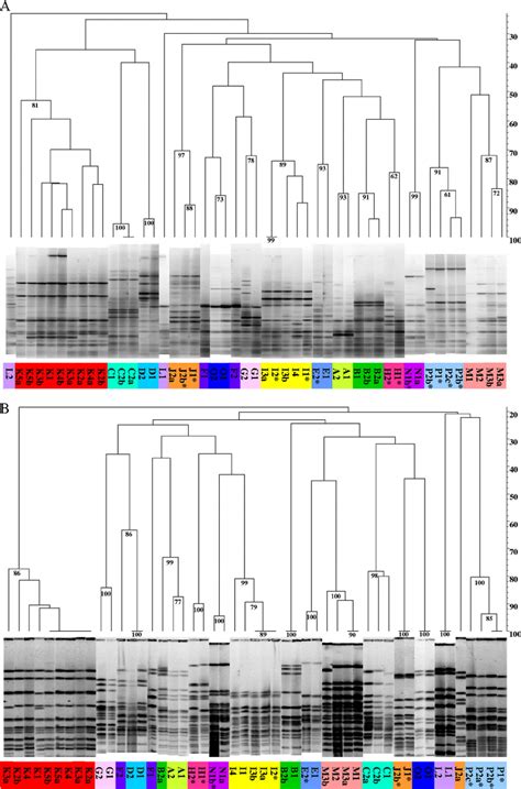 Genomic Fingerprinting A Rep Pcr Using Boxa Primers B Spei Pfge