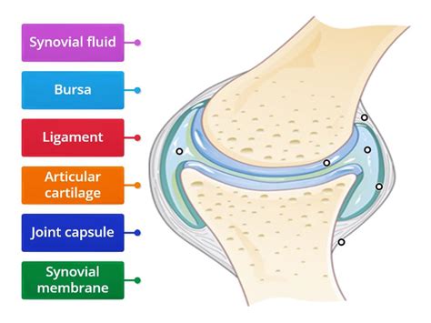 Label The Synovial Joint Labelled Diagram