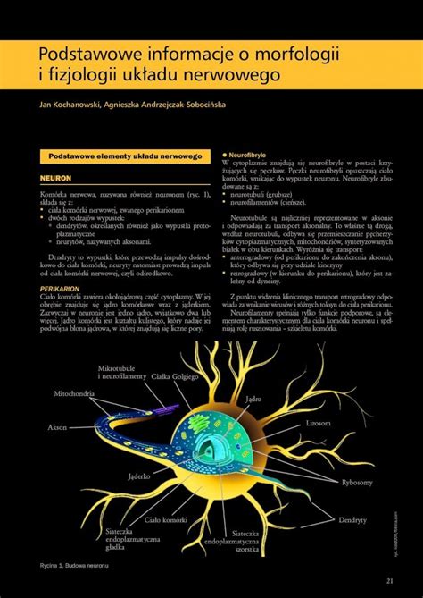 Pdf Podstawowe Informacje O Morfologii I Fizjologii Uk Adu Nerwowego