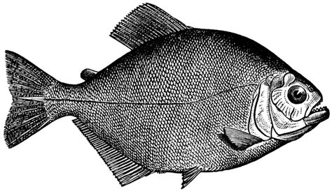 Wicked Piranha Stock Clipart Royalty Free Freeimages Clip Art Library