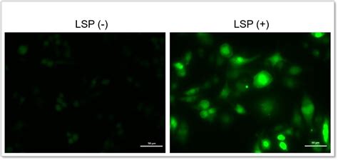 ROS Detection ROS Assay Kit Highly Sensitive DCFH DA Dojindo