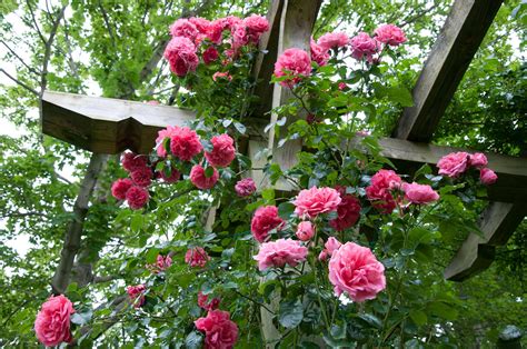 How to Train a Climbing Rose to a Trellis