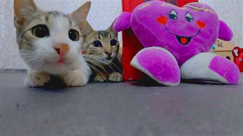 These Kittens Will Make You Laugh Out Loud 😆 Youtube