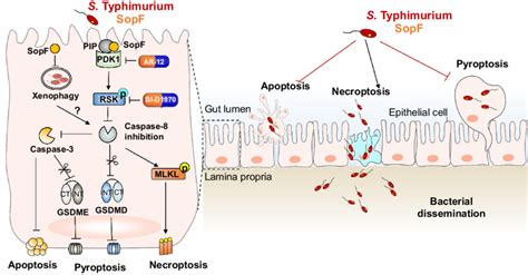 Schematic Diagram Of SopF Regulated PANoptosis During S Typhimurium