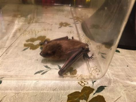 The Best Way To Catch A Bat In Your House Wikihow