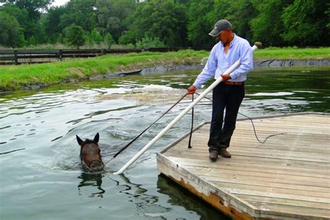 Tour Awe-Inspiring Ocala Horse Farms | VISIT FLORIDA