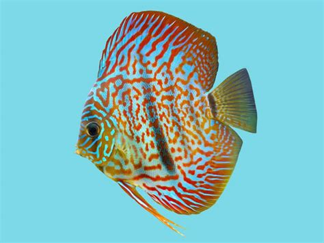 Types Of Discus Fish Ranked By Beauty